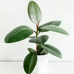 product 02