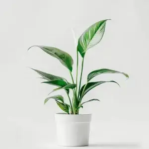 product 03